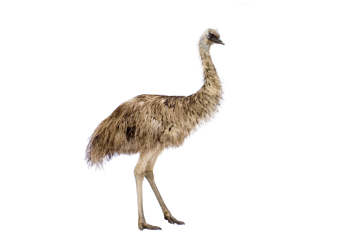 page emu